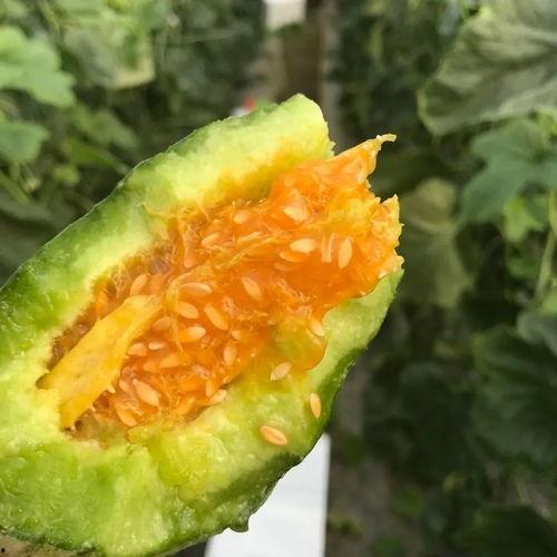 吃瓜网红 图片头像,揭秘吃瓜网红的潮流头像魅力 第3张 吃瓜网红 图片头像,揭秘吃瓜网红的潮流头像魅力 第3张